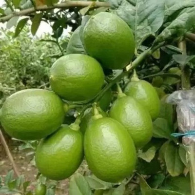 Augadh Lemon Plant(Hybrid, Pack of 1)