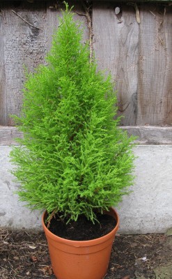 PB REBA PLANT Platycladus/Morpankhi Plant(Hybrid, Pack of 1)