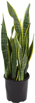 Cloud Farm Snake Plant(Hybrid, Pack of 1)
