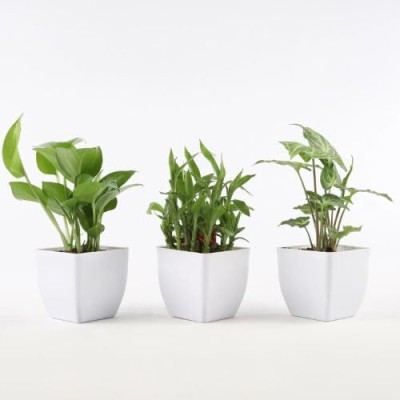 JESAA GREENS Money Plant, Bamboo Palm Plant(Pack of 3)