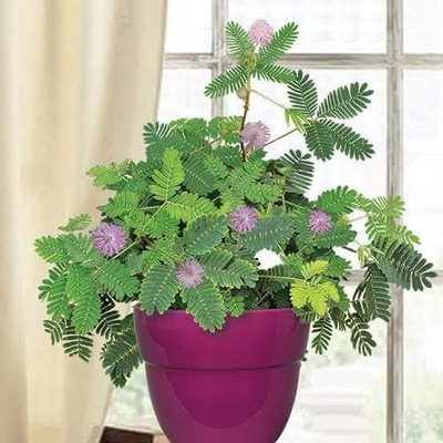 MAITRA AND SONS Shy Plant(Hybrid, Pack of 1)