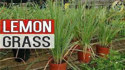 MAITRA AND SONS Lemon Grass Plant(Hybrid, Pack of 1)