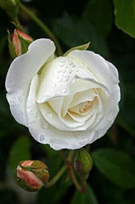 EVY Rose Plant(Hybrid, Pack of 1)