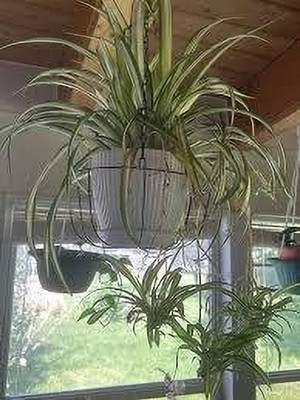 ABEFARIYA Spider Plant(Hybrid, Pack of 1)