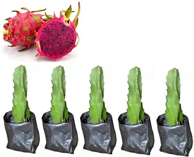 Plintix Dragon Tree(Hybrid, Pack of 1)