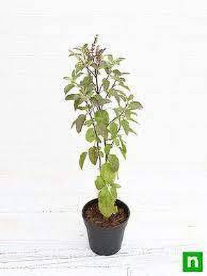 pb ree enterprise Tulsi Plant(Hybrid, Pack of 1)