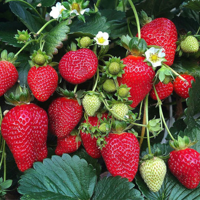 BREEZY BLOOMS Strawberry Plant(Hybrid, Pack of 1)