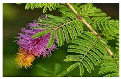 Treeicks Shami/Jand Plant(Hybrid, Pack of 1)