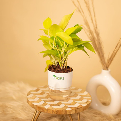 podhghar Money Plant(Pack of 1)