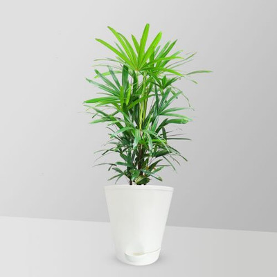 PlantsHub Areca Plam(Hybrid, Pack of 1)