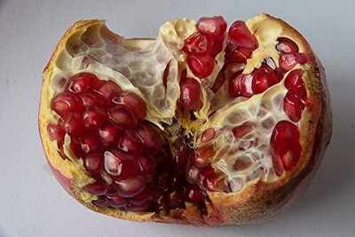 Qualtivate KGF -80 Pomegranate Fruit Tree Seeds Seed(25 per packet)