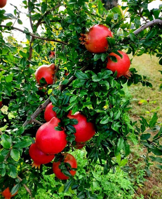 GLOBQRO Pomegranate Plant(Hybrid, Pack of 1)