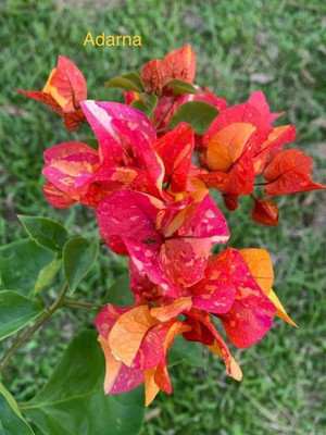 subha karno Bougainvillea Plant(Hybrid, Pack of 1)