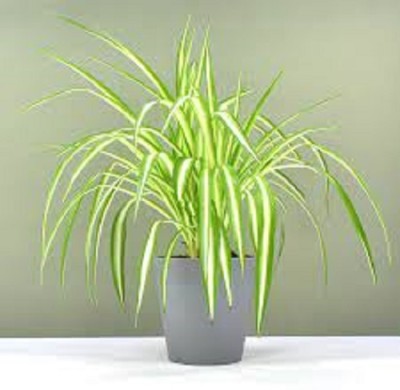 YourPlant Spider Plant(Hybrid, Pack of 1)