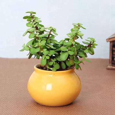 Kapebonavista Jade Plant(Pack of 1)