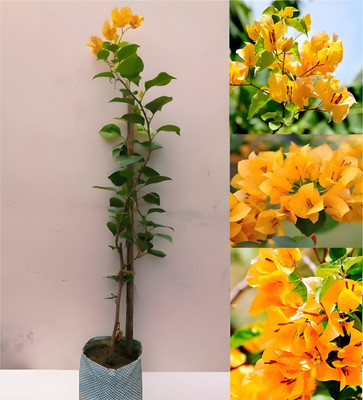ALOCHUZ Bougainvillea Plant(Hybrid, Pack of 1)