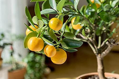 HIGH TECH FARM Orange Plant(Hybrid, Pack of 1)