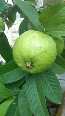 The Green Tree MART Guava Plant(Hybrid, Pack of 1)