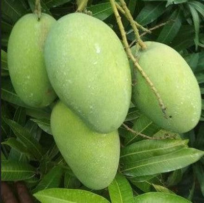Aquinnah Mango Plant(Hybrid, Pack of 1)