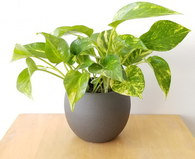 TraustedShop Money Plant(Hybrid, Pack of 1)