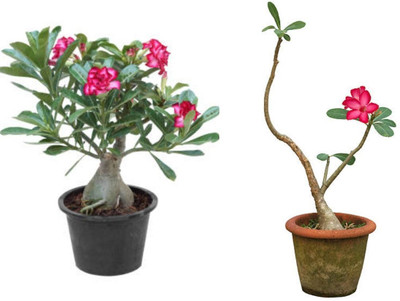 UNIFRESH Adenium Plant(Hybrid, Pack of 1)