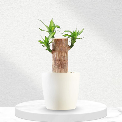 plantix Brazilian Wood(Hybrid, Pack of 1)