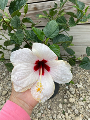 ABC Hibiscus Plant(Hybrid, Pack of 1)