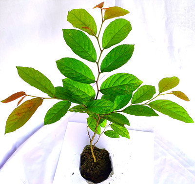 BuromaNursery Betel Nut/Supari Plant(Pack of 1)
