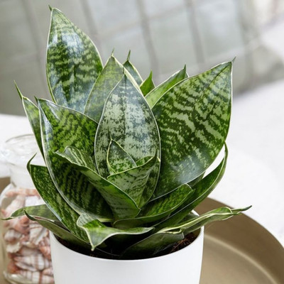 GrowWithUs Snake Plant, Snake Plant, Snake Plant(Hybrid, Pack of 1)