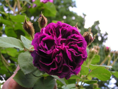 Mohomaya Rose Plant(Hybrid, Pack of 1)