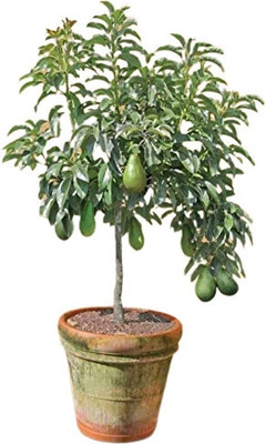 Bakuchi Avocado Plant(Hybrid, Pack of 1)