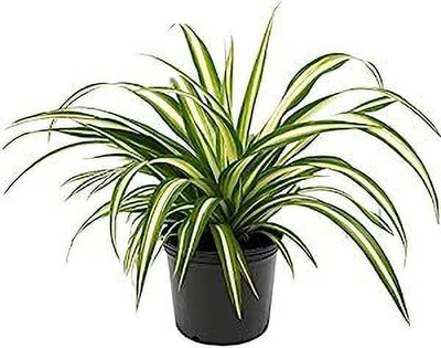 GreenDost Spider Plant(Hybrid, Pack of 1)