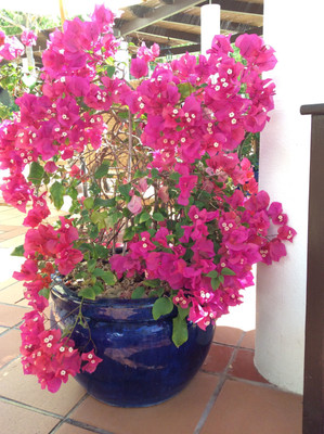 KUMUBON Baugainvillea Plant(Hybrid, Pack of 1)