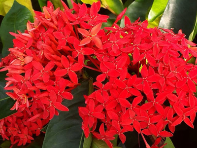 Global Mart Plant Ixora Plant, Trothic Ixora/Chethi Plant(Hybrid, Pack of 1)