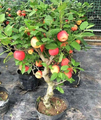 Cloud Farm Apple Plant(Hybrid, Pack of 1)