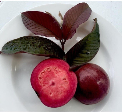 FELCHARIES Guava Plant(Hybrid, Pack of 1)
