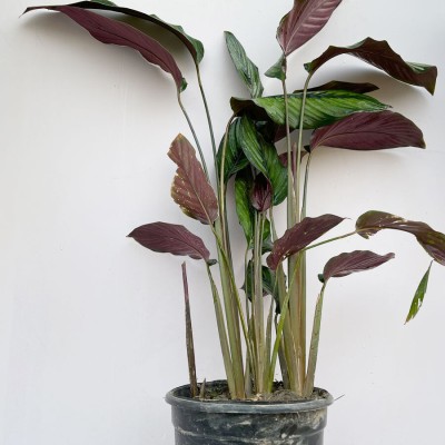 nursery kart Calathea Setosa Plant, Calathea Plant(Hybrid, Pack of 1)