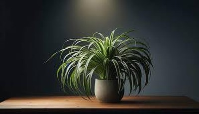 ZOOMGREEN Spider Plant(Hybrid, Pack of 1)