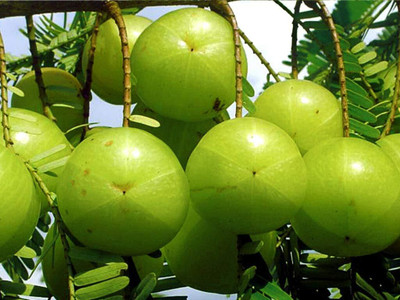Cloud Farm Amla Plant(Hybrid, Pack of 1)
