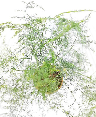 Cloud Farm Asparagus Plant(Hybrid, Pack of 1)