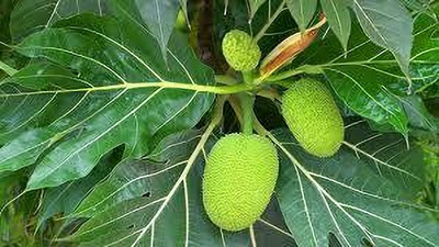 AICHPLANTSEED Jackfruit Plant(Hybrid, Pack of 1)
