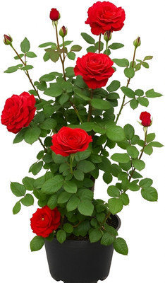 Subhrajit Rose Plant(Hybrid, Pack of 2)