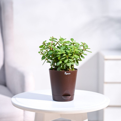 UGAOO Jade Plant(Hybrid, Pack of 1)