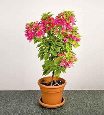 AFARTIOBINA Bougainvillea Plant(Hybrid, Pack of 1)