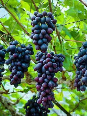 Oxygreenplant Grapes Plant(Hybrid, Pack of 1)