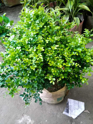 kamini flower plant Ashok Plant(Hybrid, Pack of 1)