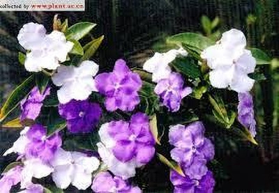 aj kal porsu Ajwain Plant(Hybrid, Pack of 1)