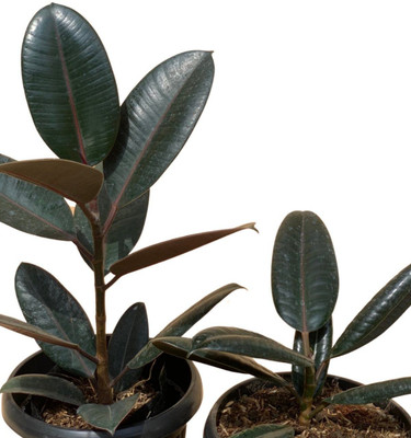 Aquinnah Rubber Tree(Hybrid, Pack of 1)
