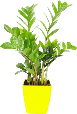 Cloud Farm Zamia Plant(Hybrid, Pack of 1)