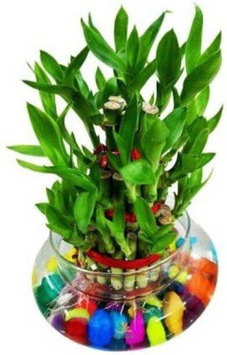 SKDIYA Two Layer Bamboo Plant(Hybrid, Pack of 1)